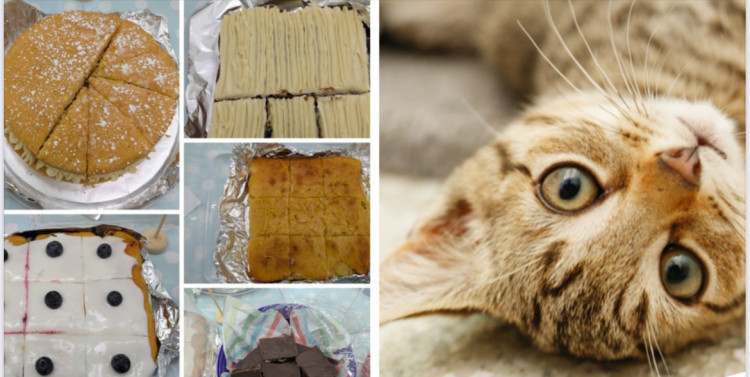 Cats Protection Coffee Morning