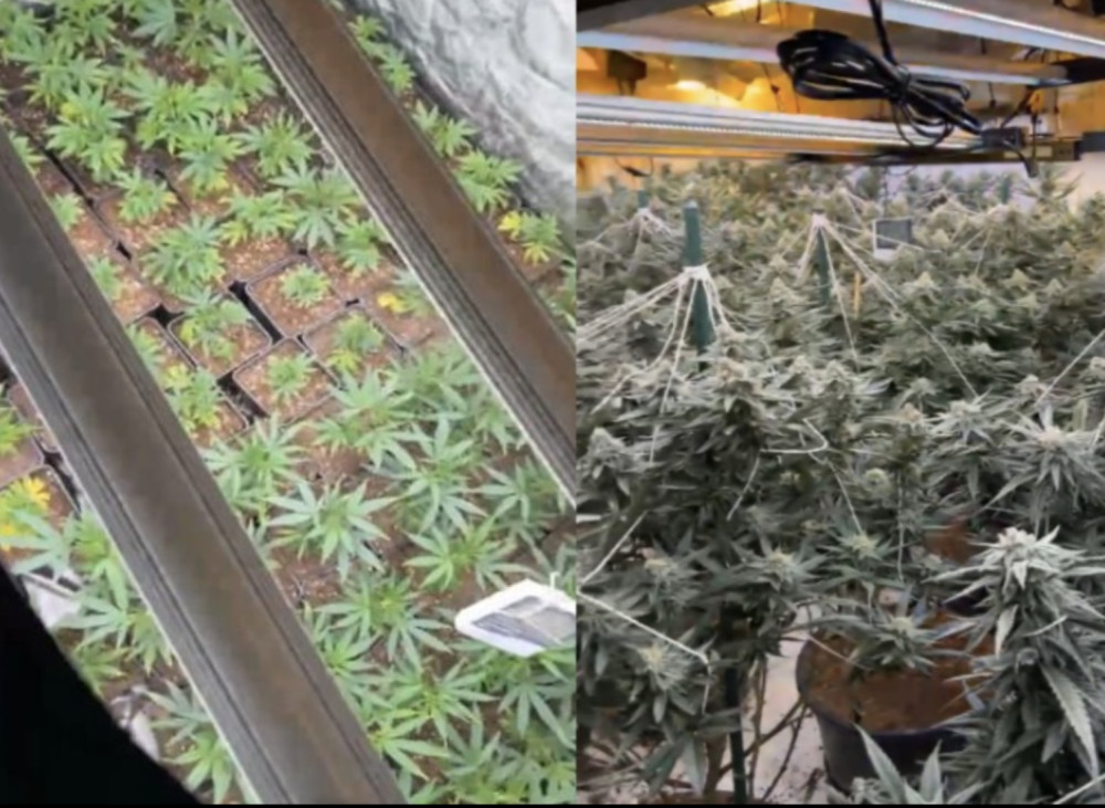 Leamington Police seized a cannabis grow with 200 plants from a Whitnash home on Landor Road (image via Leamington Police) 