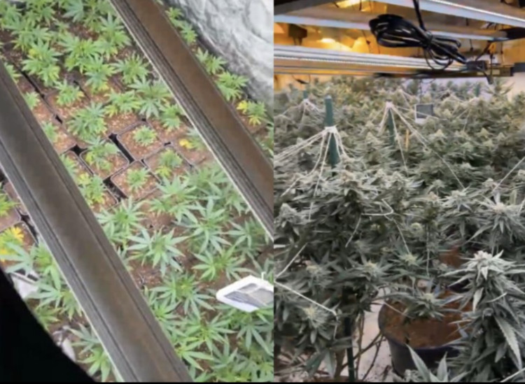 Leamington Police seized a cannabis grow with 200 plants from a Whitnash home on Landor Road (image via Leamington Police) 