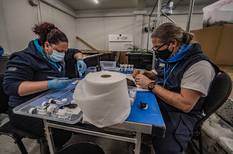 An expert group of scientists and keepers at Chester Zoo were entrusted with several of the snails (Image via: Chester Zoo)