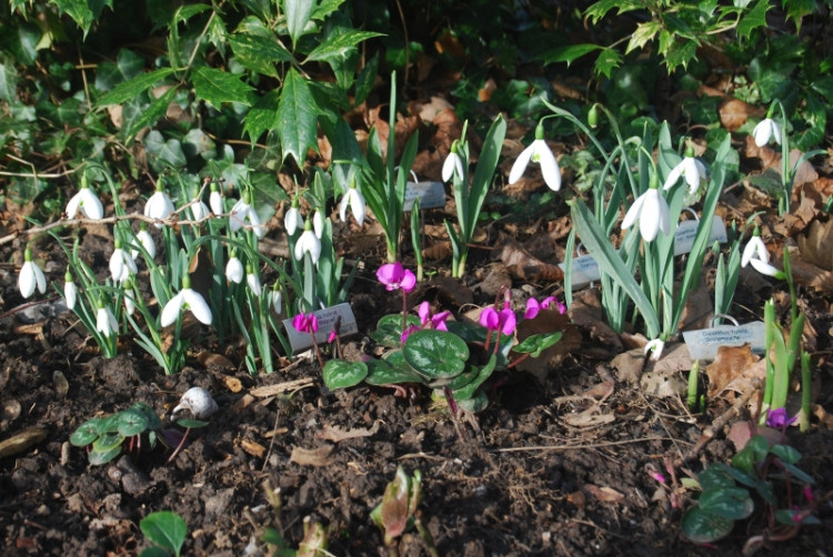 The snowdrops at 2 St Nicholas Avenue in Kenilworth (image supplied)