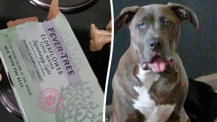 An XL Bully's ashes were returned to its Congleton family in a tonic water box (Credit: SWNS)