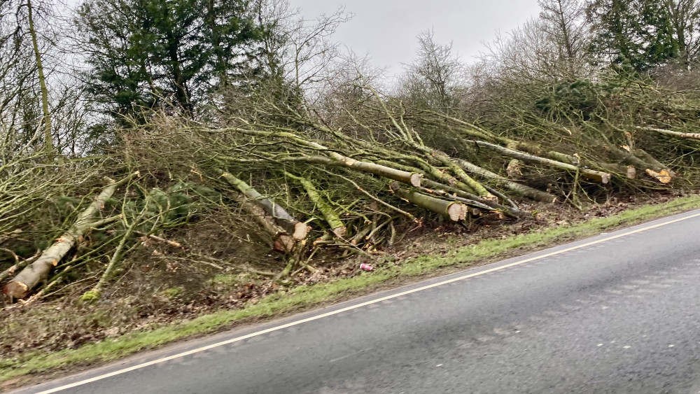 Trees cut down on Europa Way (image by Nub News)