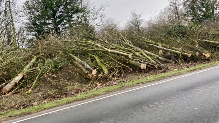 Trees cut down on Europa Way (image by Nub News)