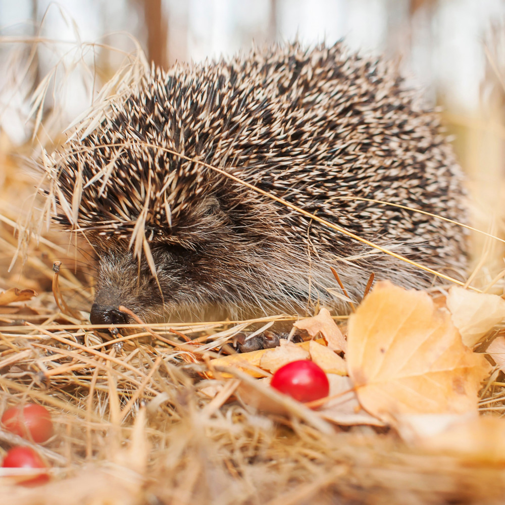 Family Hedgehog House Building