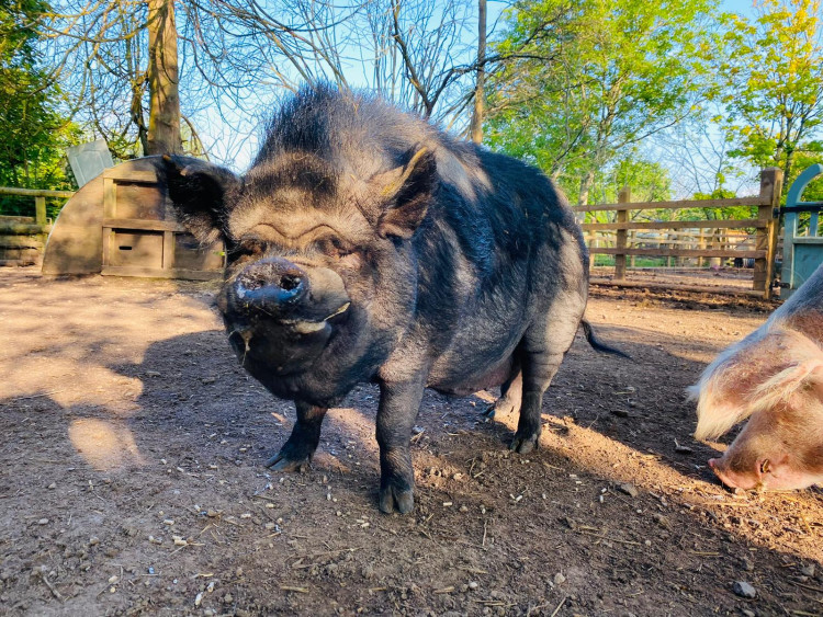 A "micropet" pig, Stompy, grew to 60kg at Pear Tree Farm Sanctuary (Supplied) 
