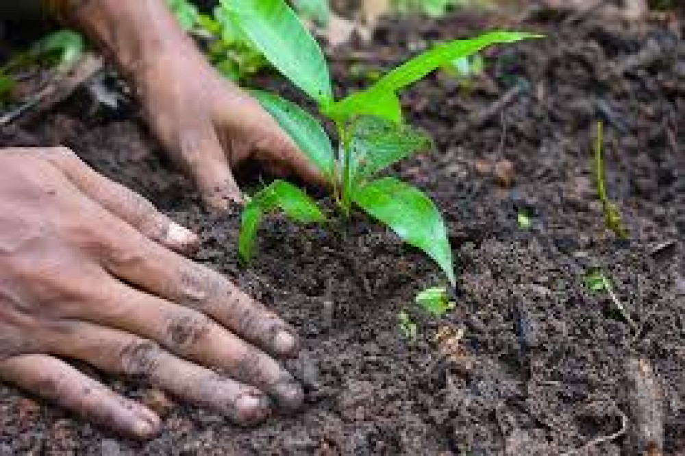 The new figure represents a 13 per cent increase on last year’s total of 113,000 trees 