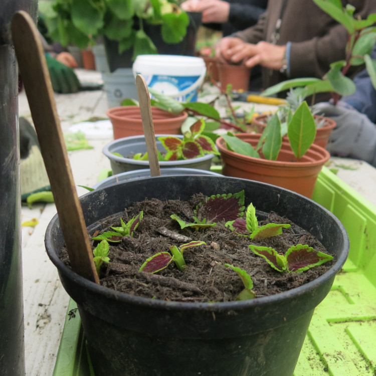 Soft Wood Cuttings Workshop