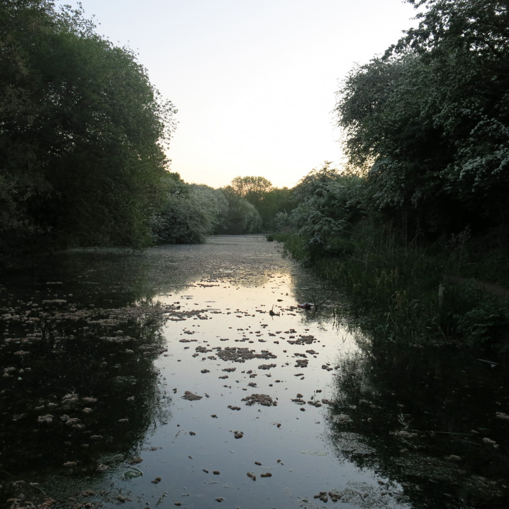 Dawn Chorus Workshop