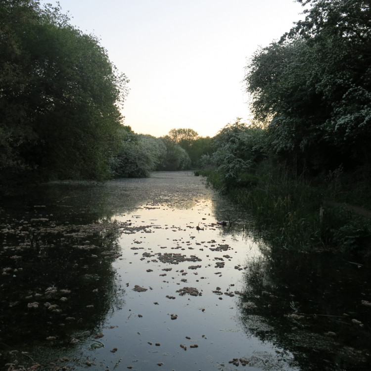 Dawn Chorus Workshop
