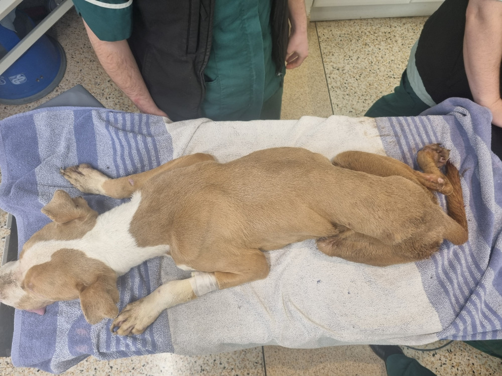 Scott Bambury neglected his starving dogs, Lulu and My Boy (image via RSCPA)