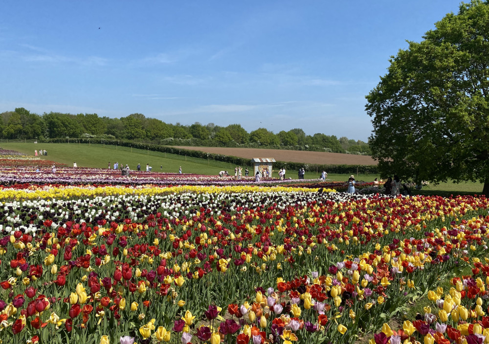 Sign up to our free weekly newsletter! (image by Nub News)