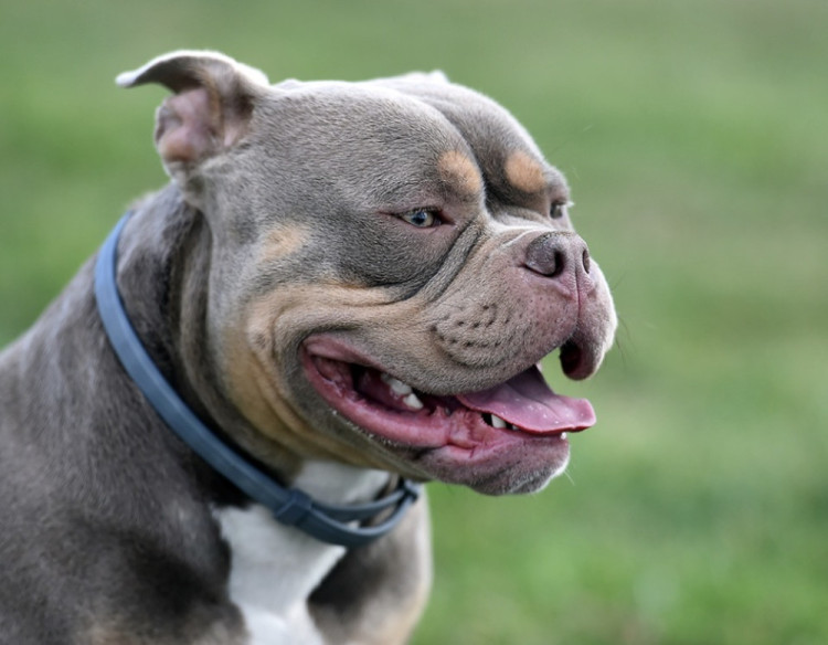 XL Bullys are classed as dangerous dogs.