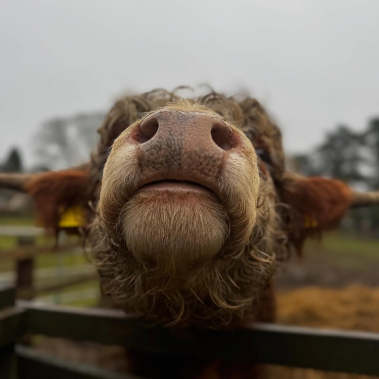 There's lots going on this weekend at Rutland Farm Park (Photo: Rutland Farm Park)