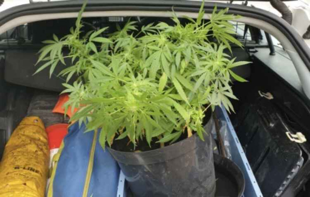 Police seized the one plant from the owner's front window