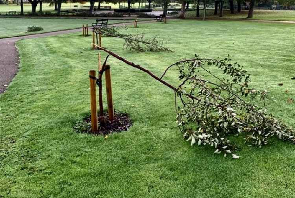 Newly planted trees were snapped in half in Maurice Lea Park last Saturday