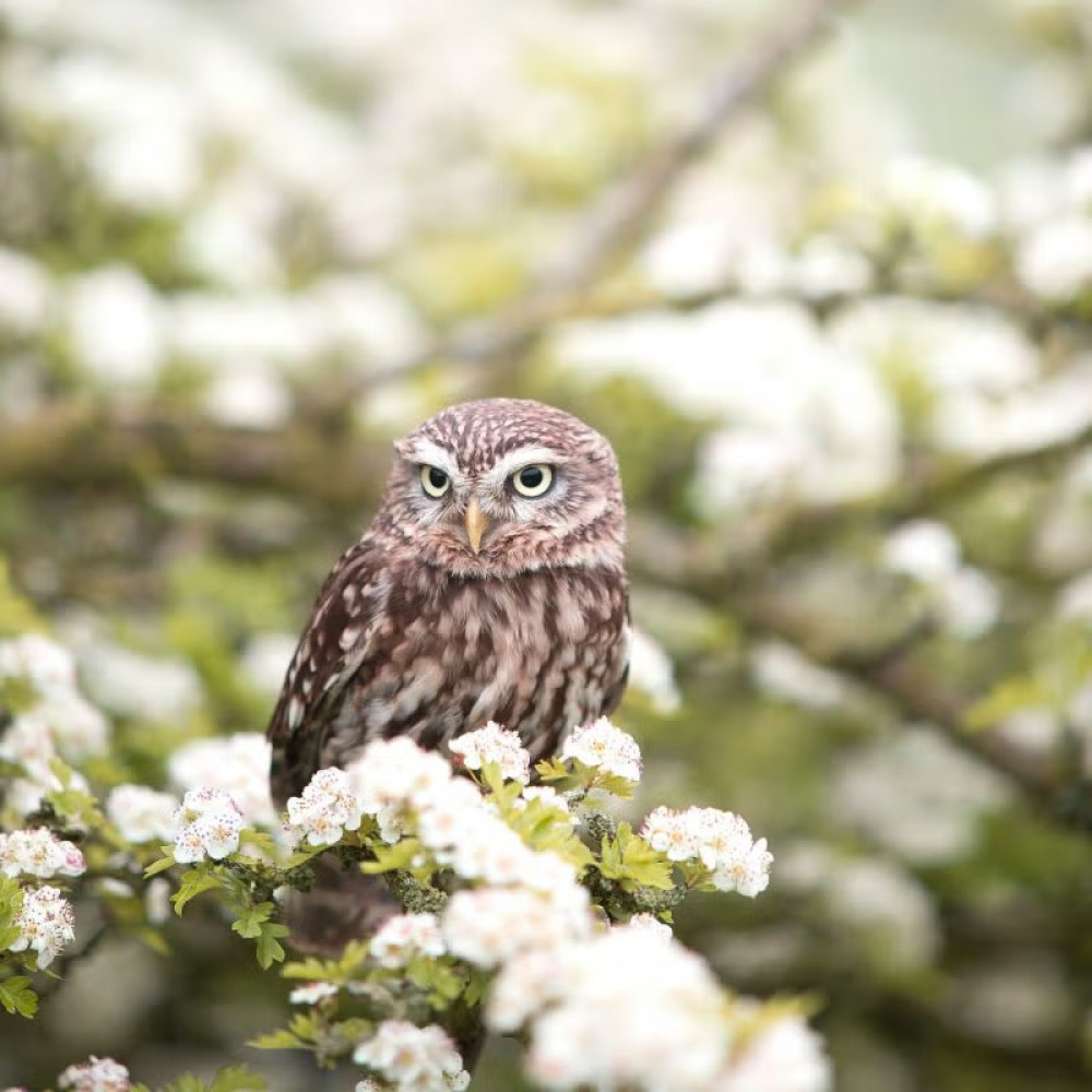 Get stuck into a family bird box building workshop at Rutland Water (Photo: Anglian Water)