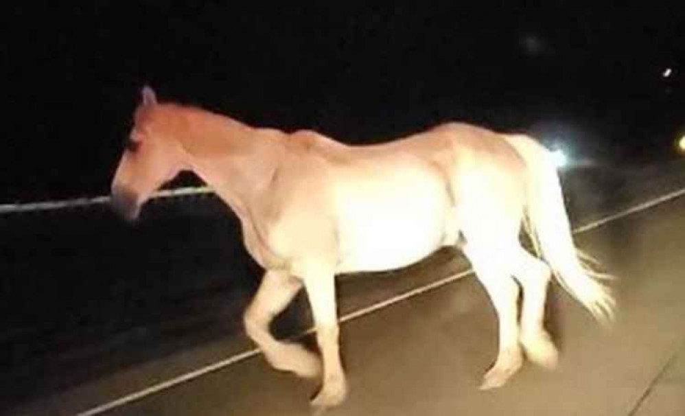 The horse was spotted on Ticknall Road. Photo: Swadlincote SNT