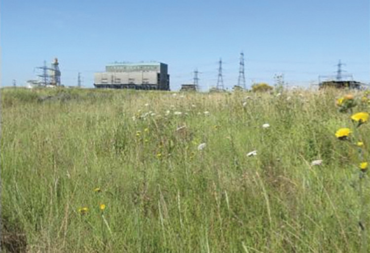 The former Tilbury Power Station ashfields have become a haven flor flora and fauna. 
