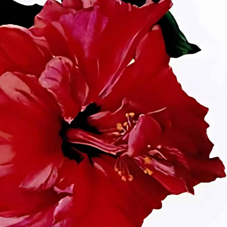 Botanical Art – Intermediate and Advanced  - 6 week course