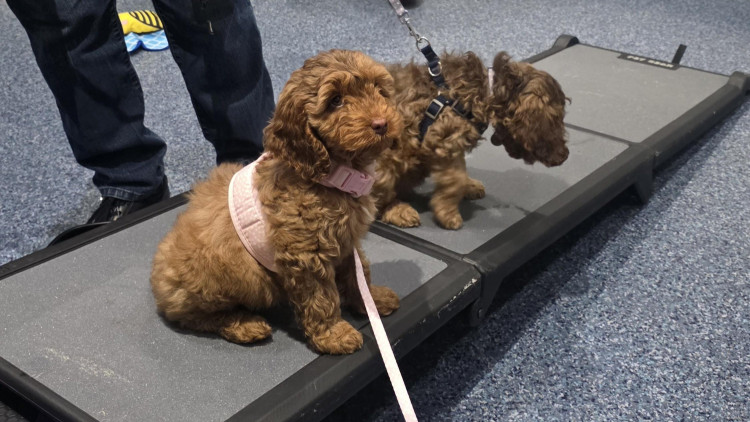 Trixie and Bandit at one of Wright & Morten's recent puppy pre-school sessions (Credit: W&M)