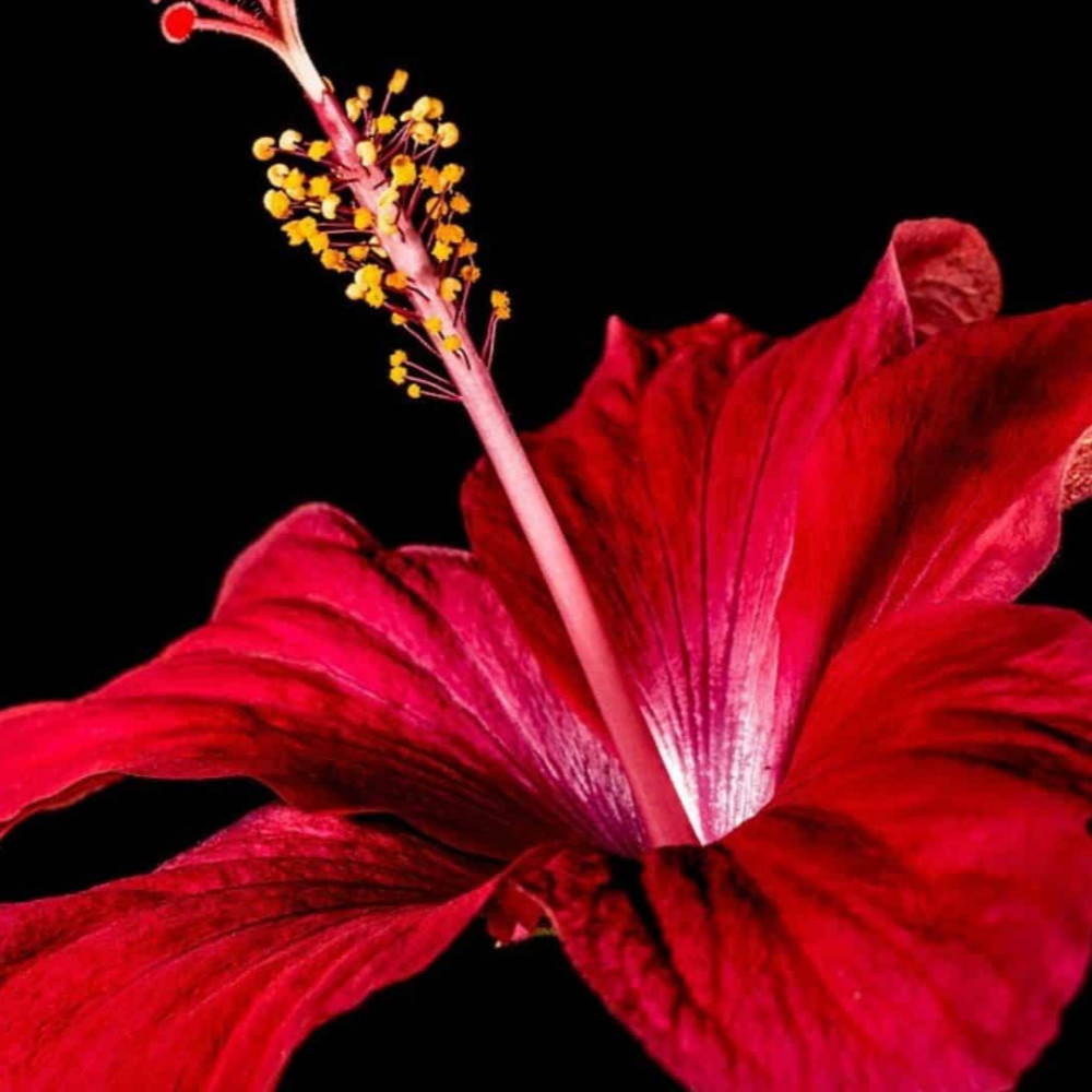 Botanical Art Beginners - 6 week course