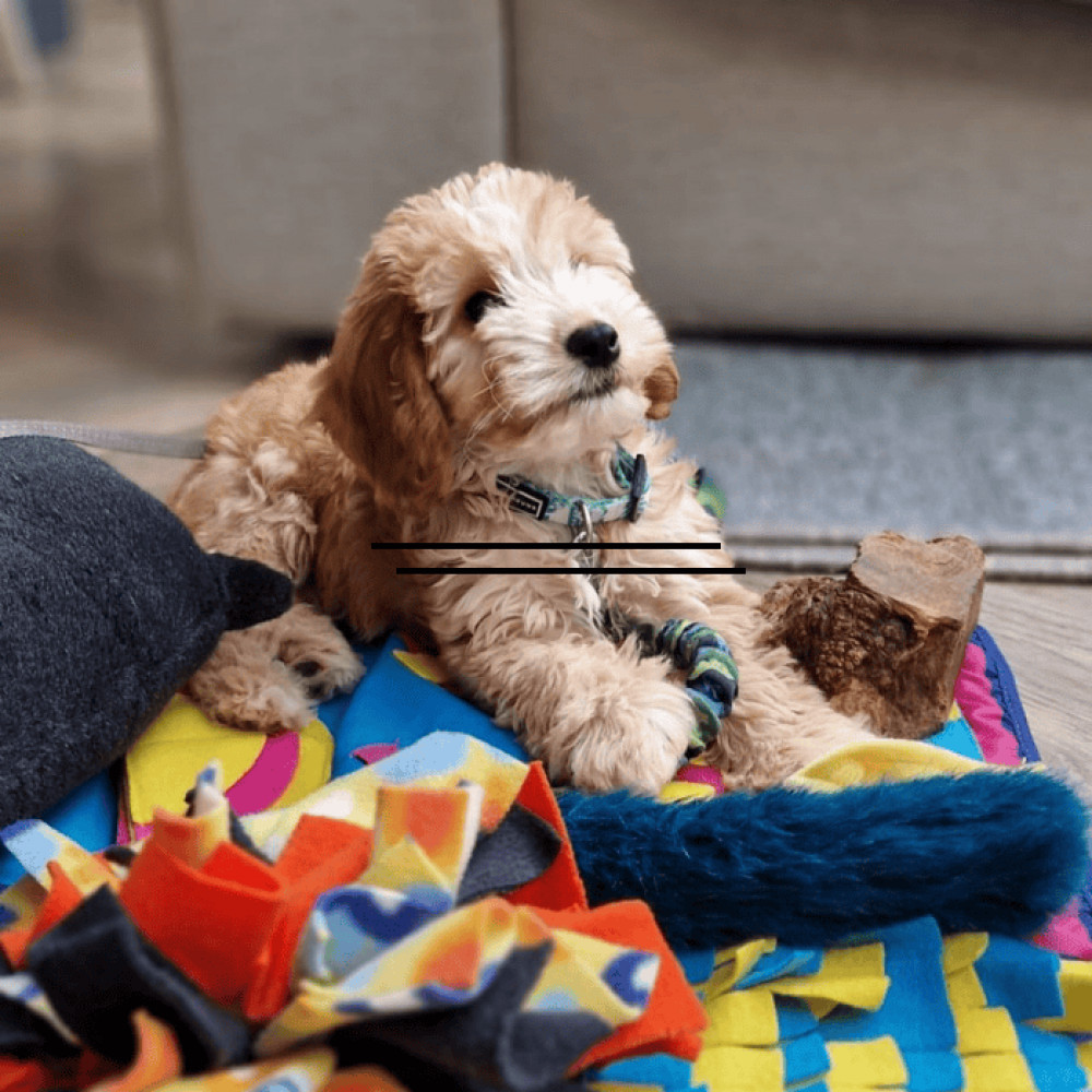 Positive Puppy Training Class