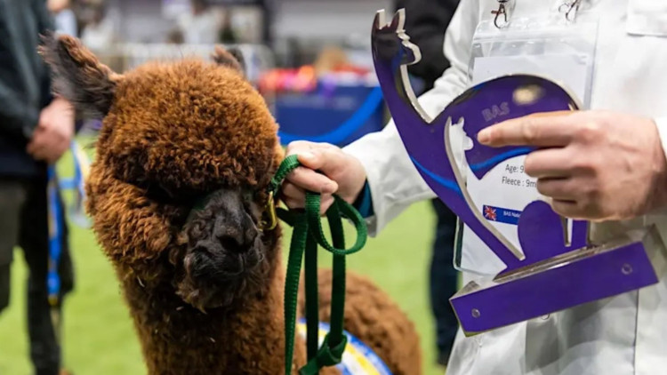 More than 500 alpacas will take part in the Halter Show (image via BAS)