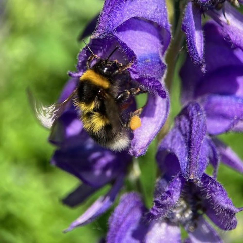 The Plight of the Bumblebees - a talk by Kevin Henry