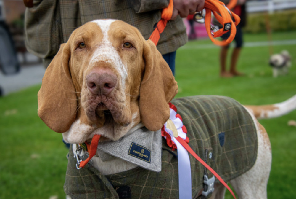 Warwicks Dog Friendly Fixture will include dog shows, races and The Pug Gold Cup (image supplied)