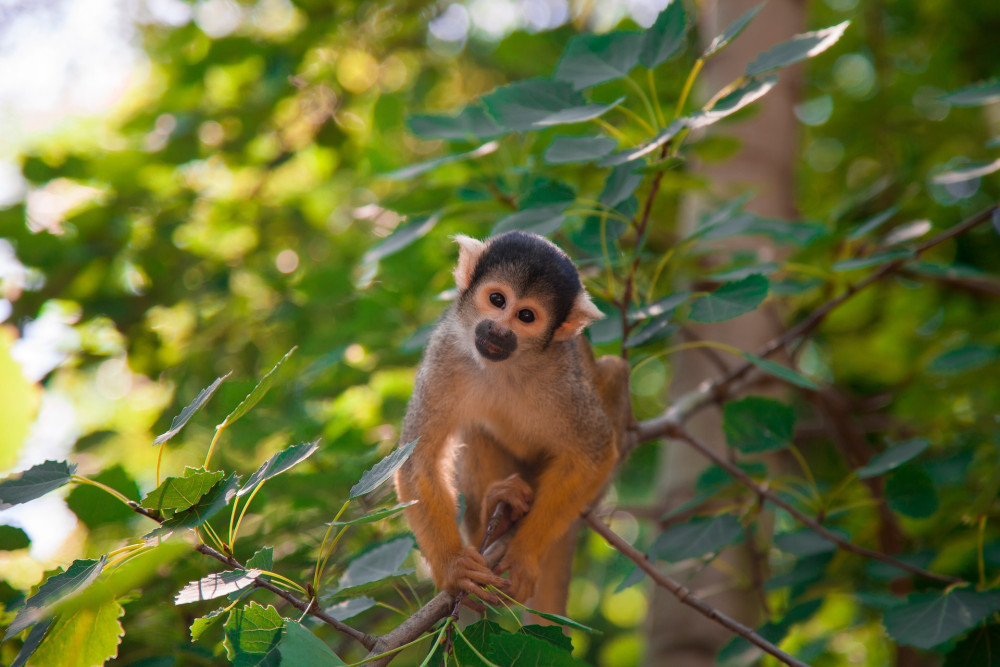 The new rules aim to protect primates (image via pixabay)