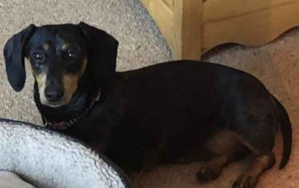 Minnie is a two year old sausage dog Minnie is a two year old sausage dog