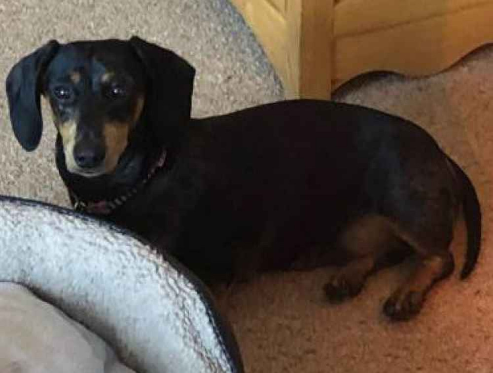 Minnie is now safely back with her owners after the ordeal Minnie is now safely back with her owners after the ordeal