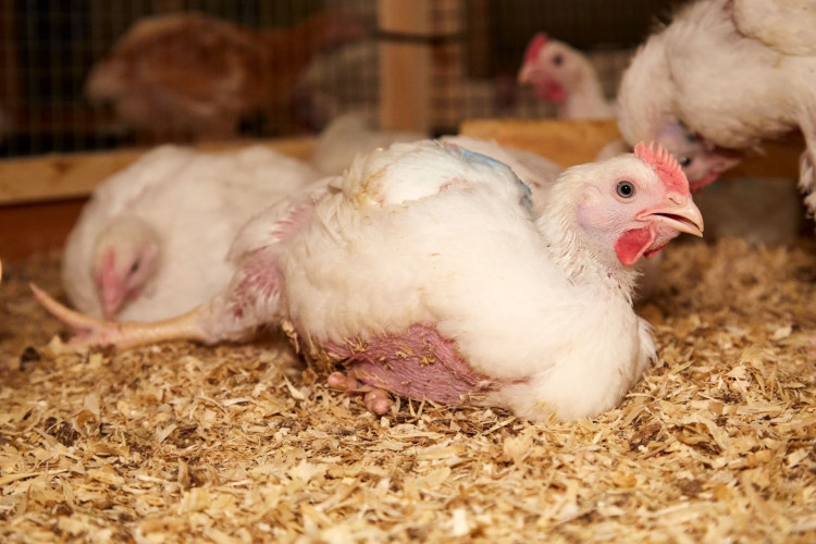 Lower welfare chicken is set to remain on the menus of hundreds of food outlets across the North West, including Crewe, after 18 retailers dropped a welfare pledge (Photo: RSPCA).