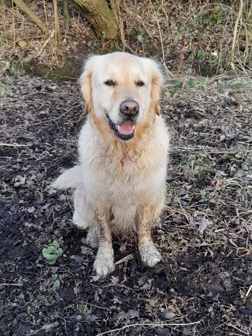 An Alsager Community Support volunteer explains how her fascinating role enables her to occasionally walk this beautiful dog. (Photo: Alsager Community Support)   