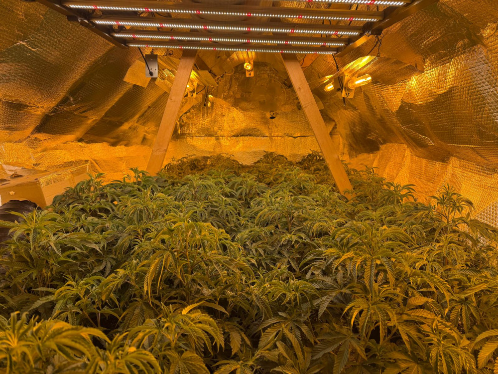 Cannabis plants have been seized by North West Leicestershire Police in Ibstock (Photo: NWL Police)