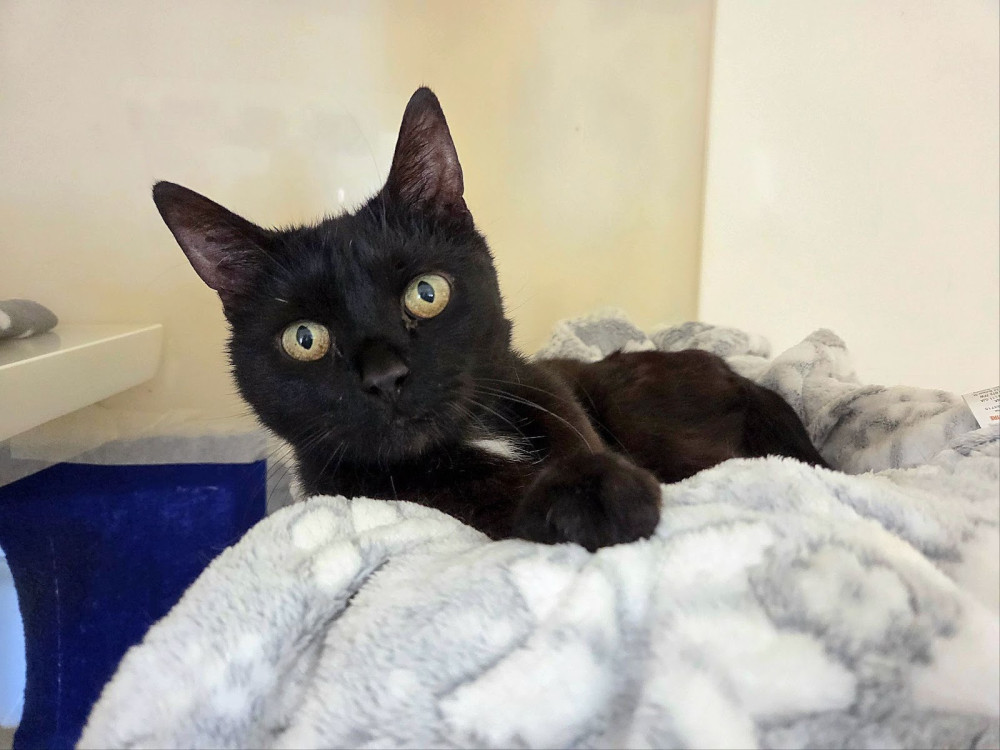Marmite is being cared for by RSPCA Stapeley Grange Cattery in Nantwich and has been in the charity’s care for 79 days (Photo: RSPCA).