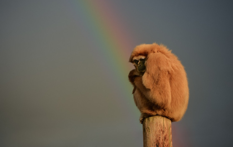 A 30% reduction in visits on bank holiday Monday in August would equate to a loss of income of approximately £137,000 to Chester Zoo (Image via: Chester Zoo)