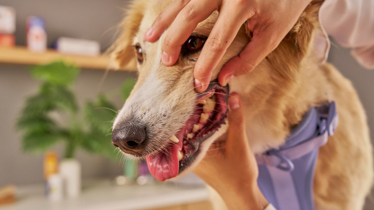 Wright and Morten Vets in Macclesfield are currently offering a discounted rates on dental assessments and comprehensive cleans (Credit: Canva)