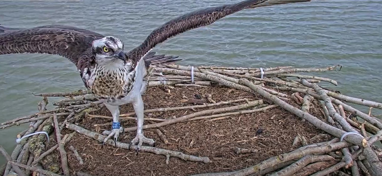 First Osprey of the season has arrived at Rutland Water (Photo: Rutland Osprey Project)
