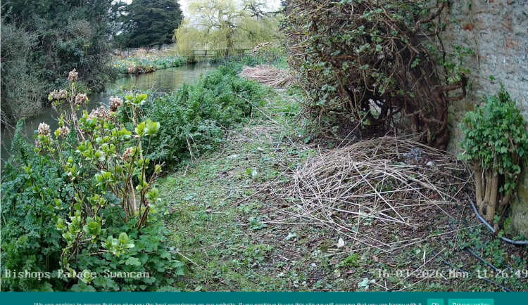 Eggs have been spotted in Grace's nest at the Bishop’s Palace in Wells. (Photo via: SwanCam) 