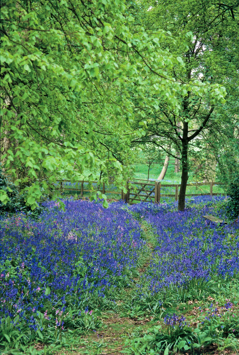 Bluebell Walk