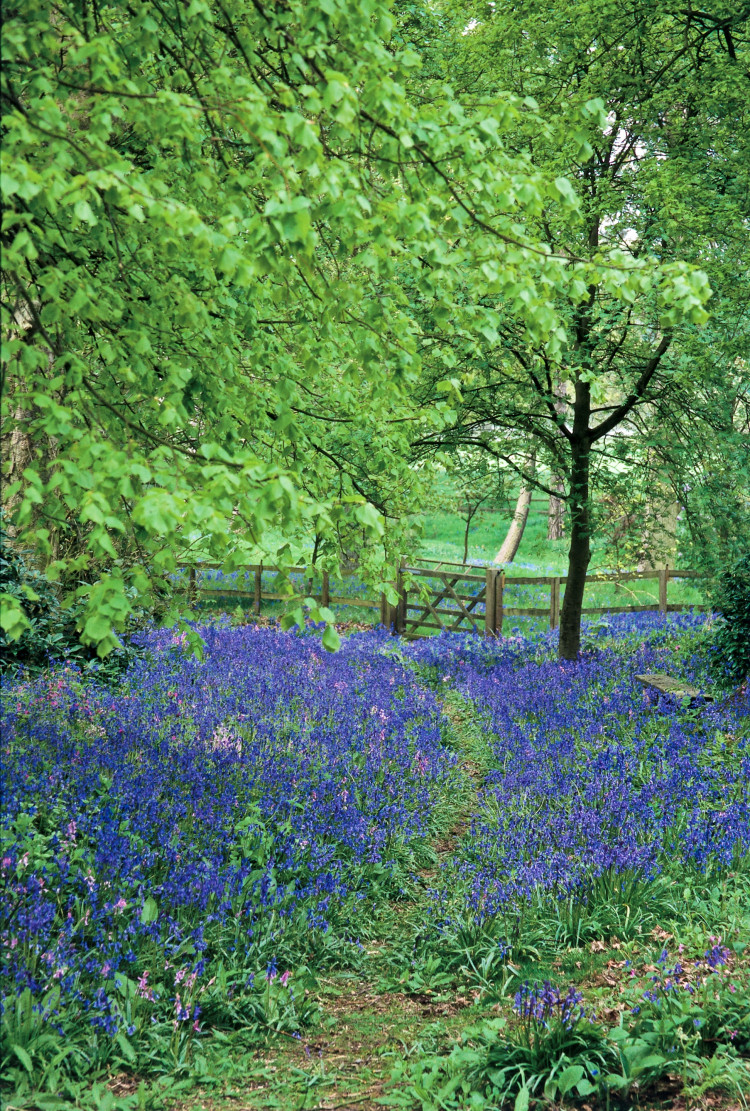 Bluebell Walk