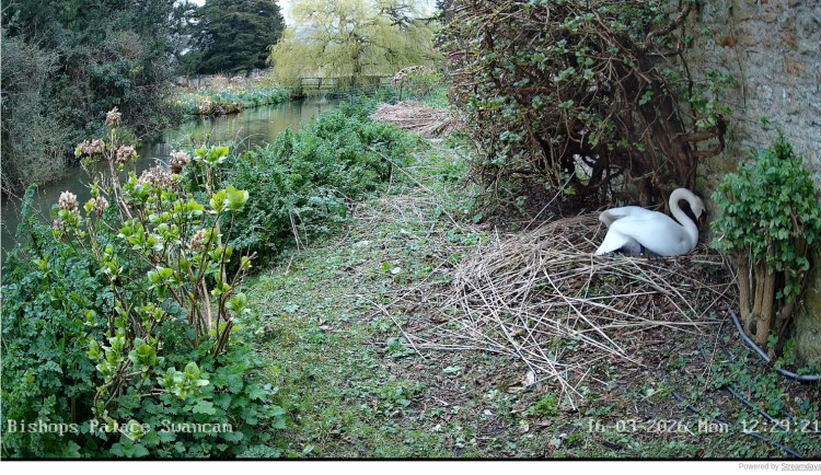 Eggs have been spotted in Grace's nest at the Bishop’s Palace in Wells. (Photo via: SwanCam) 
