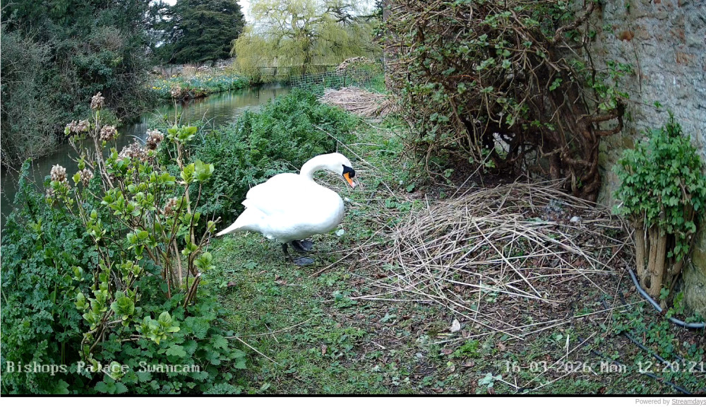 Eggs have been spotted in Grace's nest at the Bishop’s Palace in Wells. (Photo via: SwanCam) 