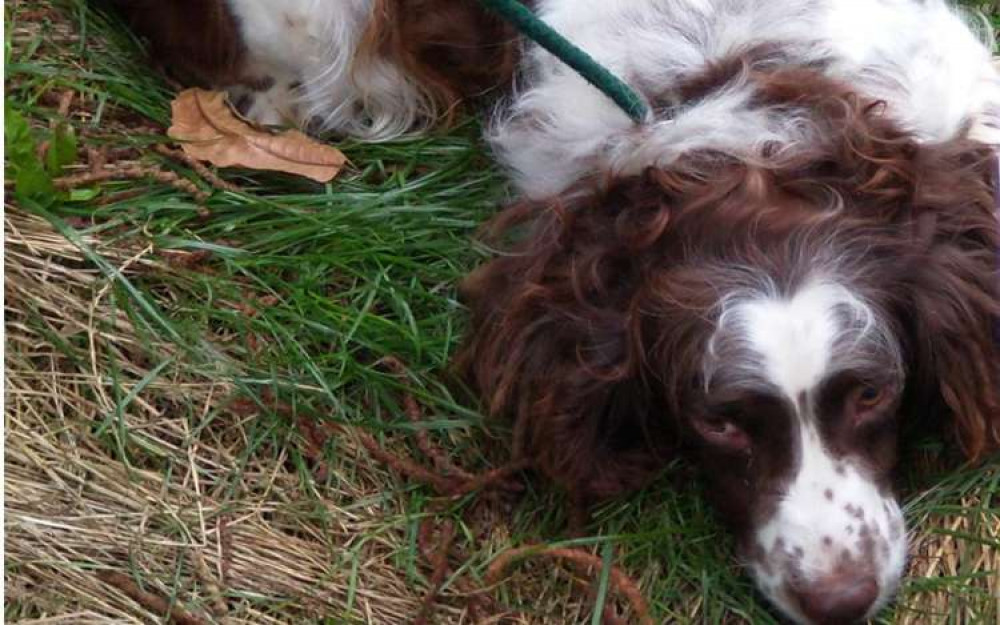 The dogs were found living in poor conditions. Photos: Swadlincote Safer Neighbourhood Team