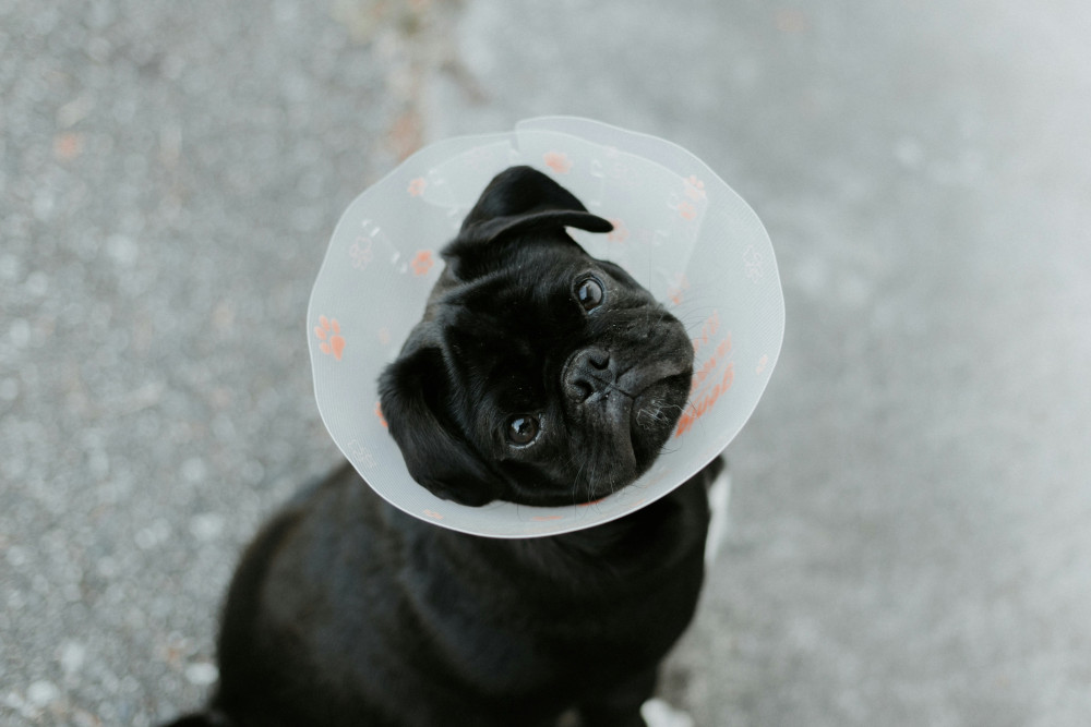 Nurture Veterinary Hospital in Wells is adopting a calmer approach to reduce stress for pets, including longer consultations and designated cat-only clinics. (Photo: Unsplash)