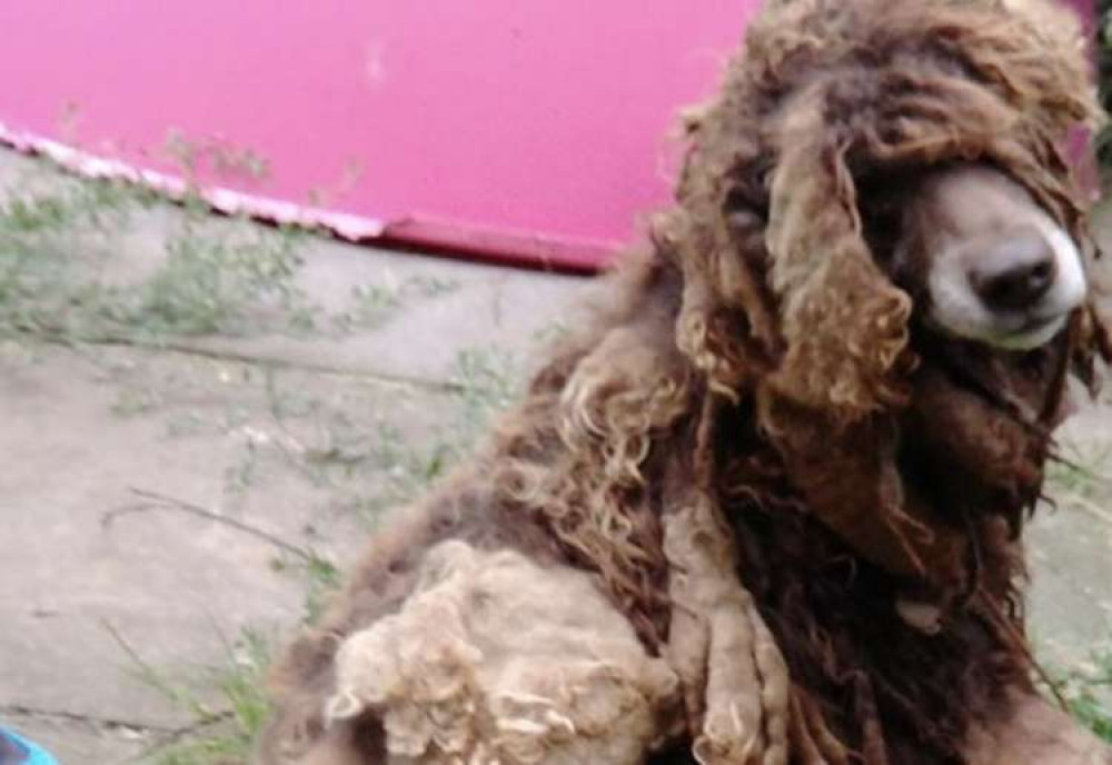 One of the dogs rescued last month. Photo: Swadlincote SNT One of the dogs rescued last month. Photo: Swadlincote SNT