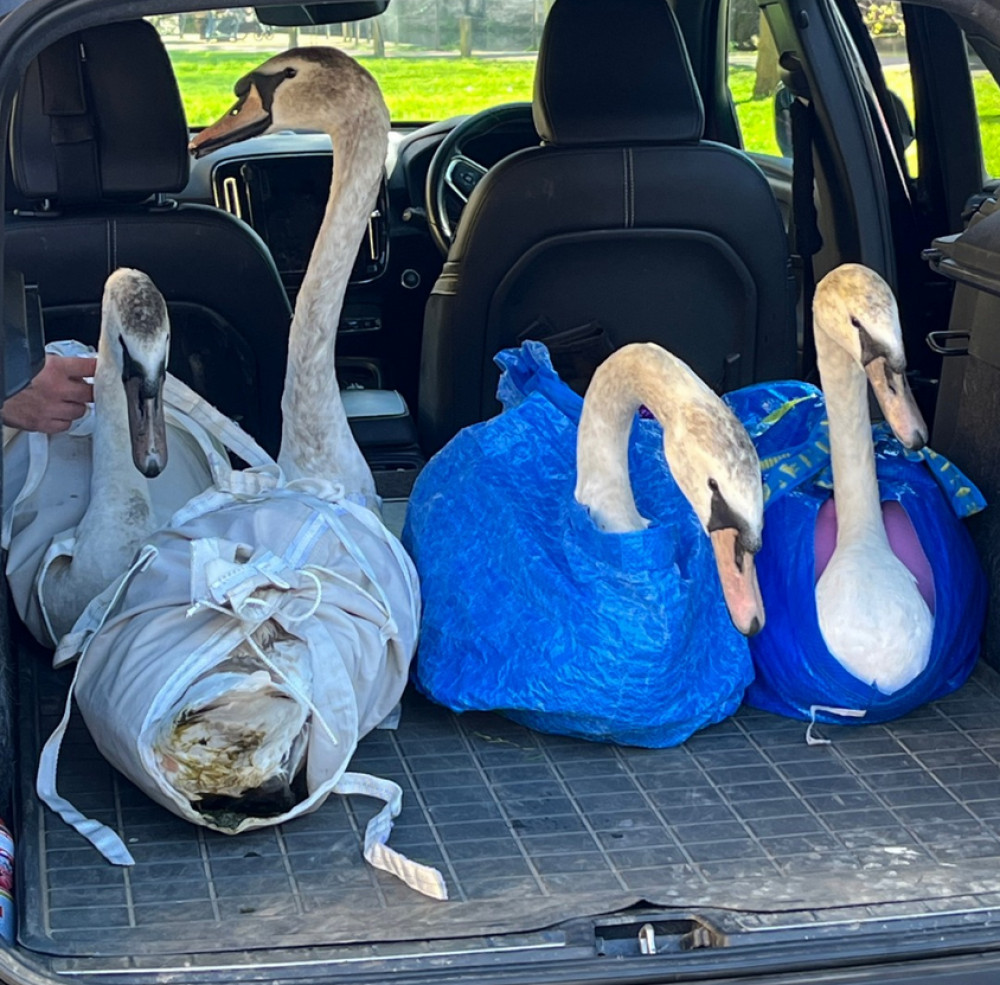Five cygnets were relocated from Wells' Bishop’s Palace moat to Chew Valley Lake on Thursday after refusing to leave (Photo: Wells Bishops Palace)