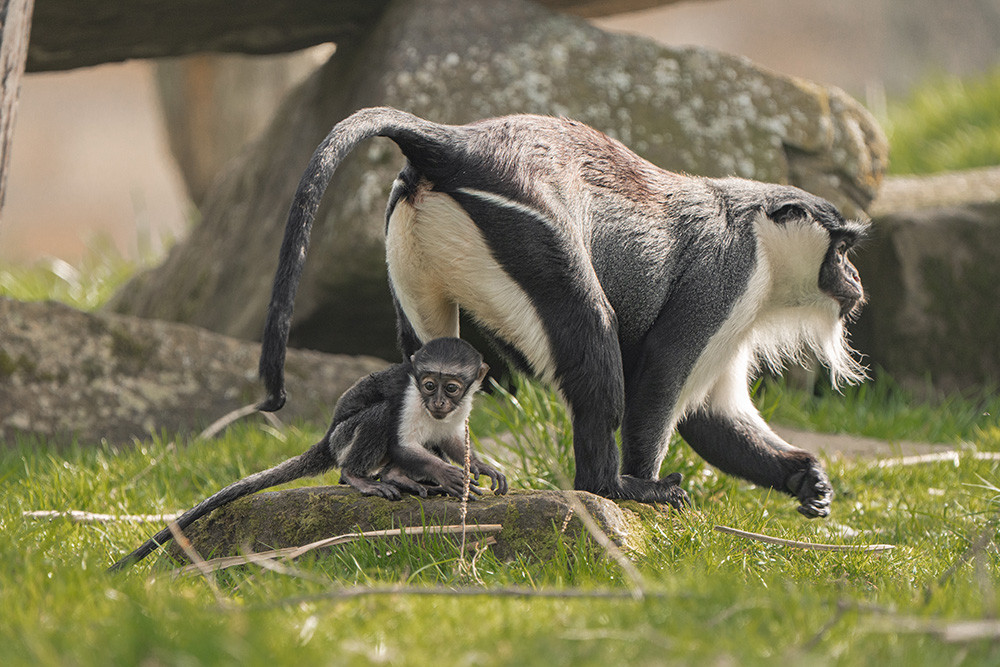 A critically endangered monkey has given birth just months after pioneering surgery saved her from undergoing an amputation (Image via: Chester Zoo)